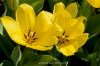 Gelbe-Tulpen