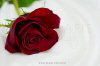 Rote-Rose